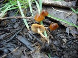 Conocybe rugosa image
