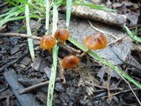 Conocybe rugosa image
