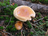 Pholiota lubrica image