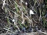 Coprinopsis cinerea image
