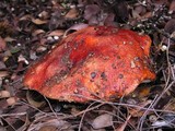Leccinum manzanitae image