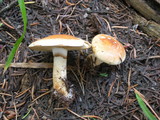 Pholiota lubrica image