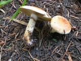 Pholiota lubrica image