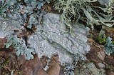 Pertusaria coccodes image