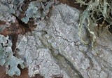 Pertusaria coccodes image