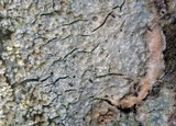 Pertusaria coccodes image