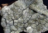 Pertusaria coccodes image