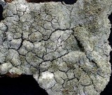 Pertusaria coccodes image