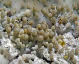 Pertusaria coccodes image