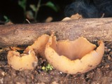 Peziza arvernensis image
