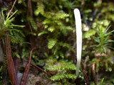 Clavaria acuta image