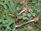 Psilocybe inquilina image
