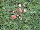 Psilocybe inquilina image