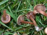 Psilocybe inquilina image