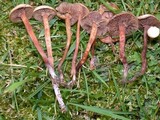 Psilocybe inquilina image