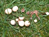 Psilocybe inquilina image