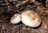 Russula compacta image