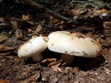 Russula compacta image