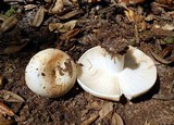 Russula compacta image