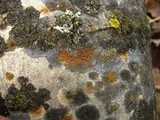 Caloplaca cerina image