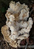 Meripilus sumstinei image