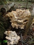 Meripilus sumstinei image