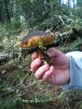 Boletus zelleri image