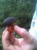 Boletus zelleri image