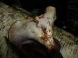 Polyporus guianensis image