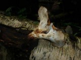Polyporus guianensis image