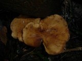 Polyporus melanopus image