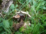 Polyporus guianensis image