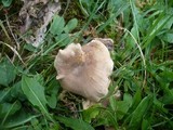 Polyporus guianensis image