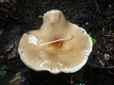Polyporus guianensis image