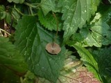 Psathyrella corrugis image