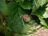 Psathyrella corrugis image