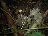 Psathyrella corrugis image