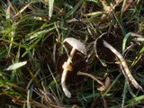 Psathyrella panaeoloides image