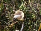 Psathyrella panaeoloides image