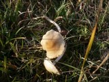 Psathyrella panaeoloides image