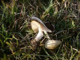 Psathyrella panaeoloides image