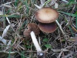 Psathyrella pseudocorrugis image