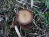 Psathyrella pseudocorrugis image
