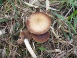 Psathyrella pseudocorrugis image