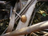 Psathyrella typhae image