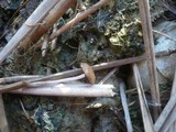 Psathyrella typhae image