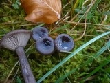 Pseudoclitocybe cyathiformis image