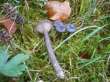 Pseudoclitocybe cyathiformis image