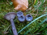 Pseudoclitocybe cyathiformis image