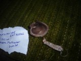 Pseudoclitocybe expallens image